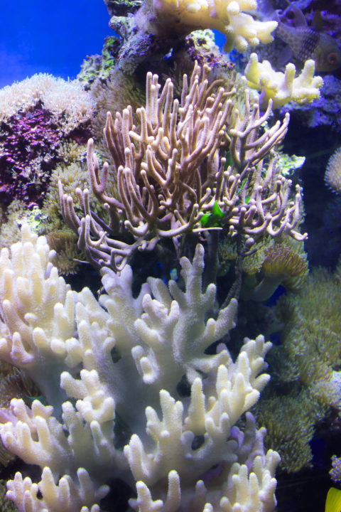 Coral Reef