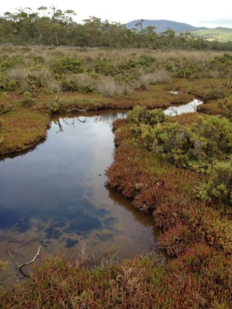 A protected Tasmanian saltmarsh. Source: Australian Mangrove and Saltmarsh Network Conference. 